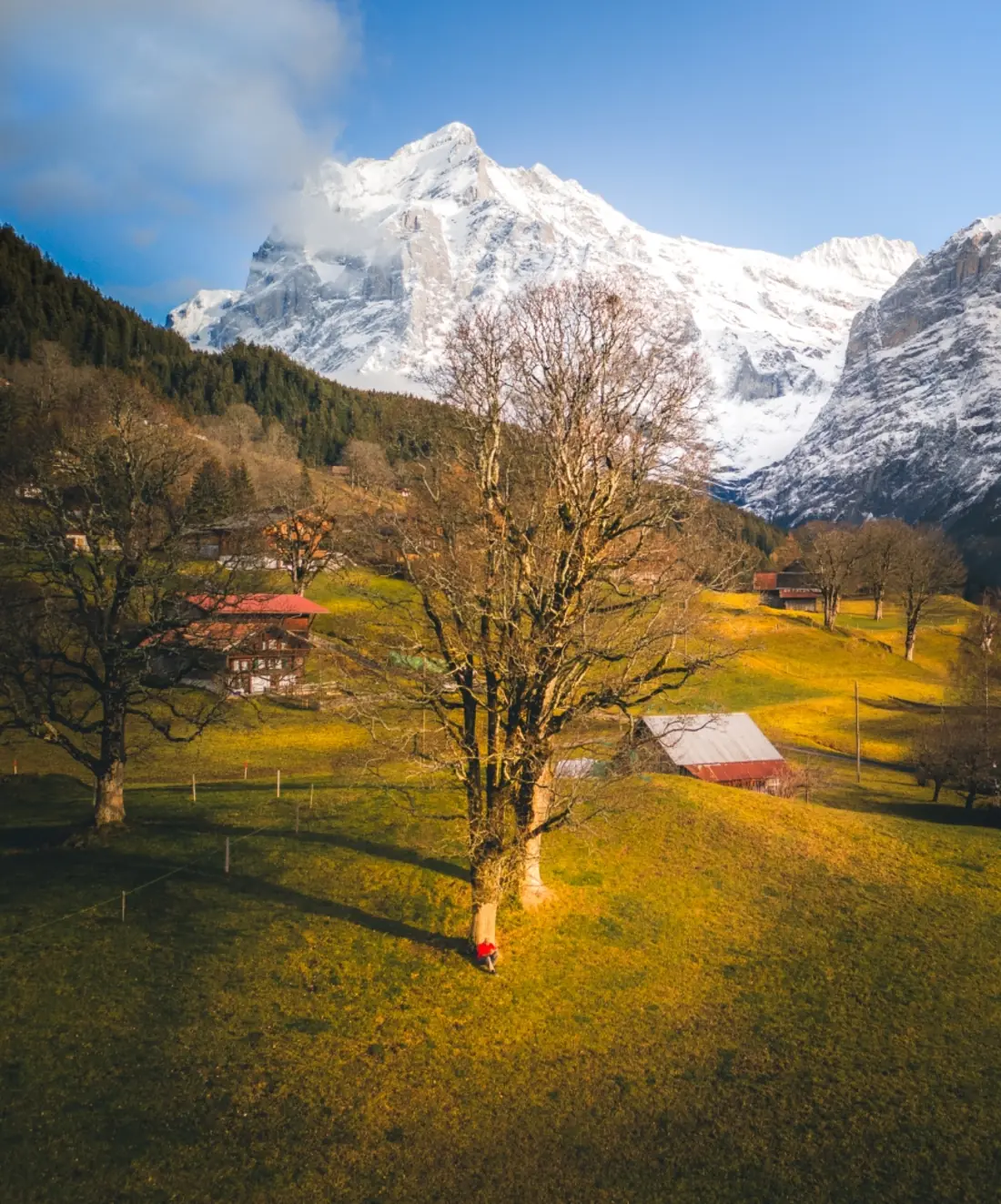 Aerial view of a lone tree in an alpine valley below snow-covered peaks, Grindelwald
